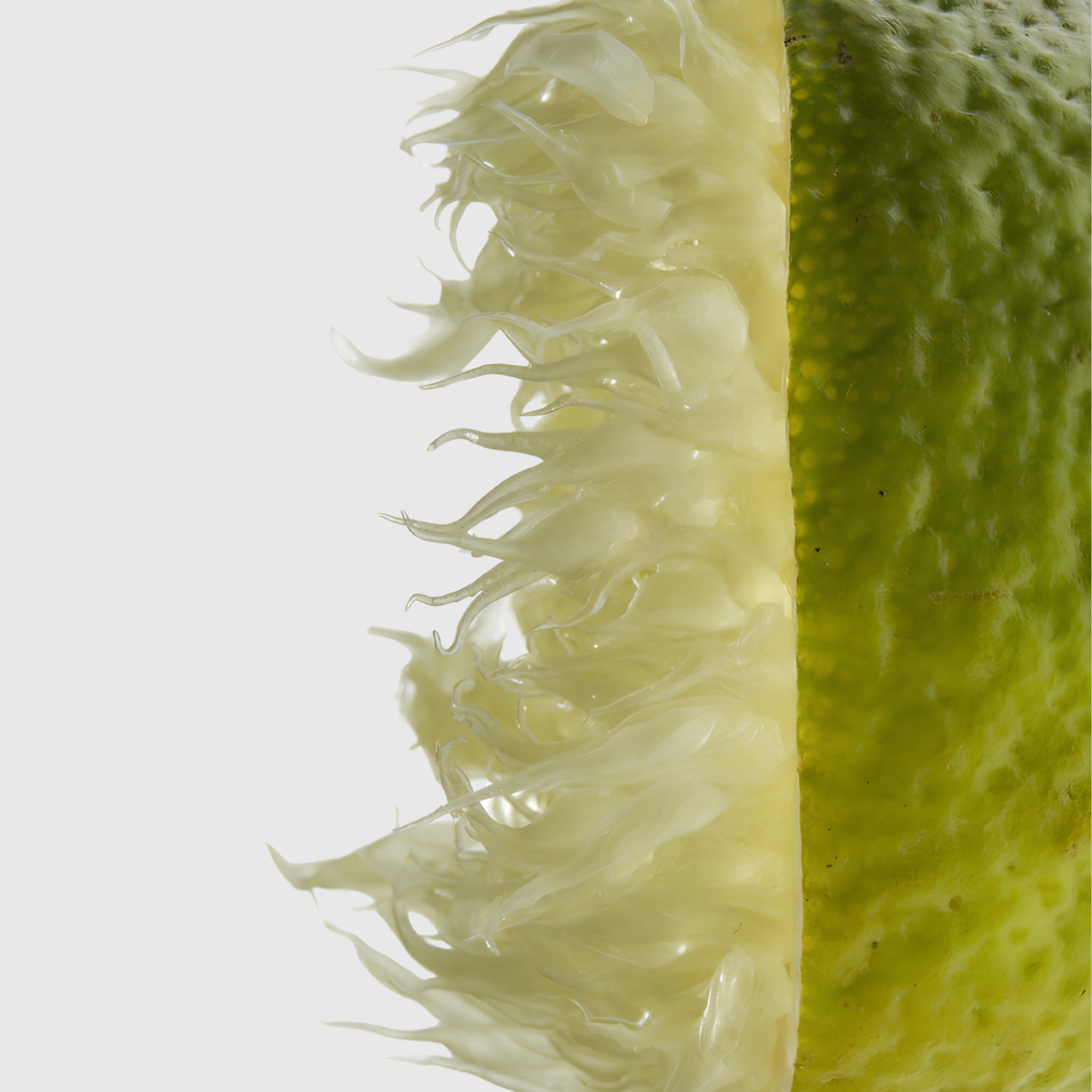 Bifidobacterium Bifidum