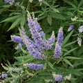 Vitex (Chasteberry)
