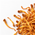 Cordyceps Extract