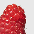 Cranberry Extract