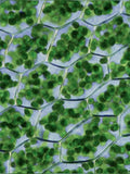 Folate (B9)