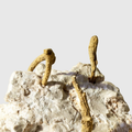 KSM-66® Ashwagandha