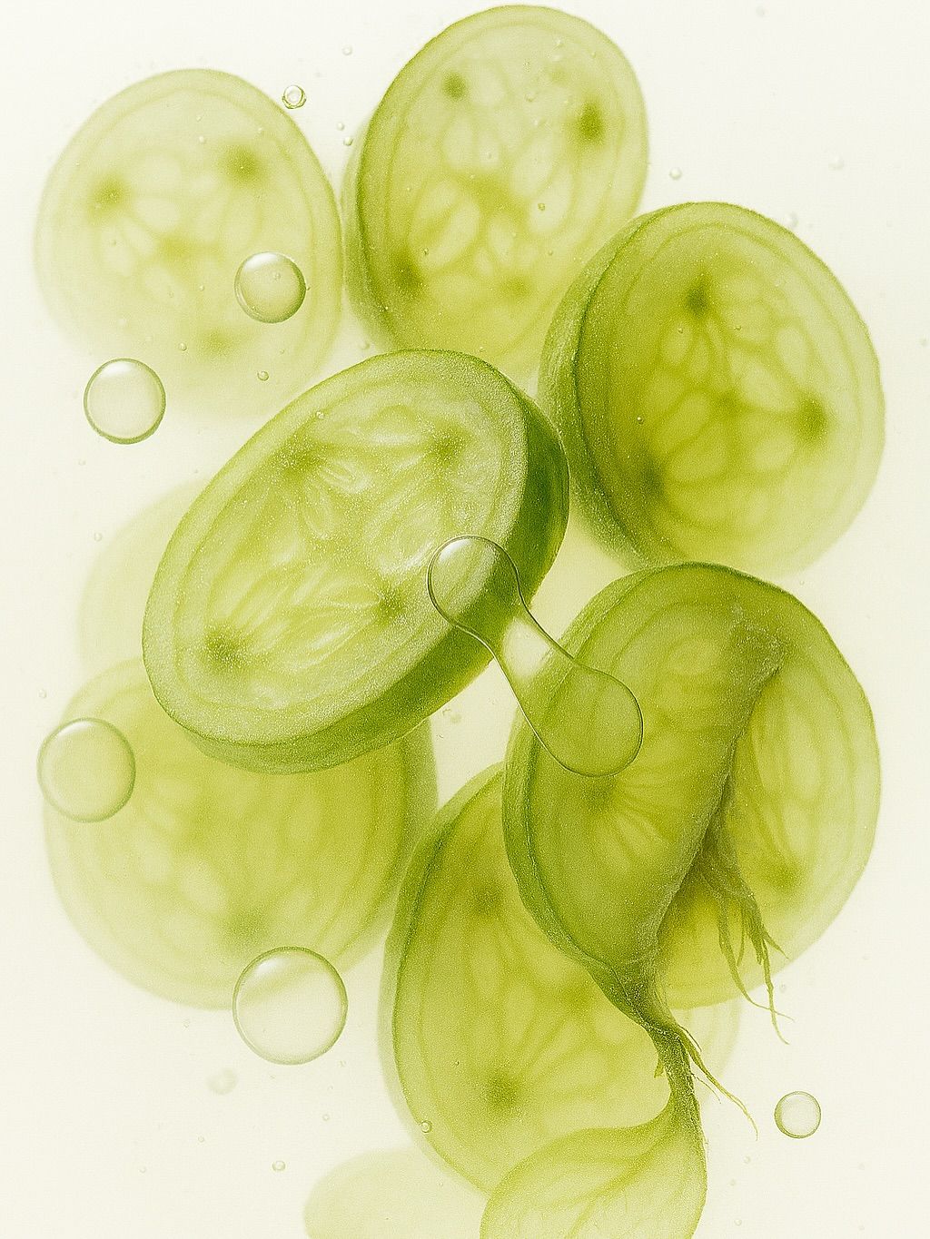L. plantarum