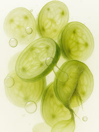 L. plantarum