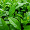L-Theanine