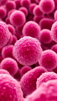 Lactobacillus gasseri
