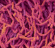 L-Rhamnosus