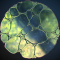 Quatrefolic®