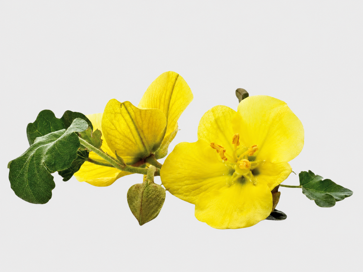 Tribulus Terrestris