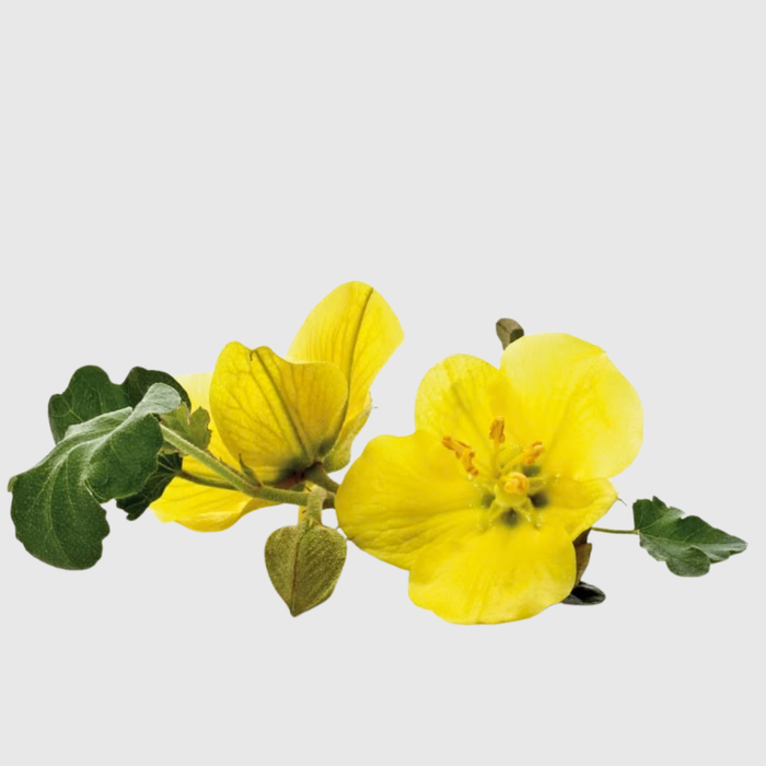 Tribulus Terrestris