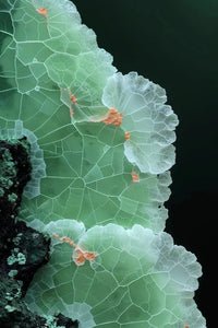 Whithanolides